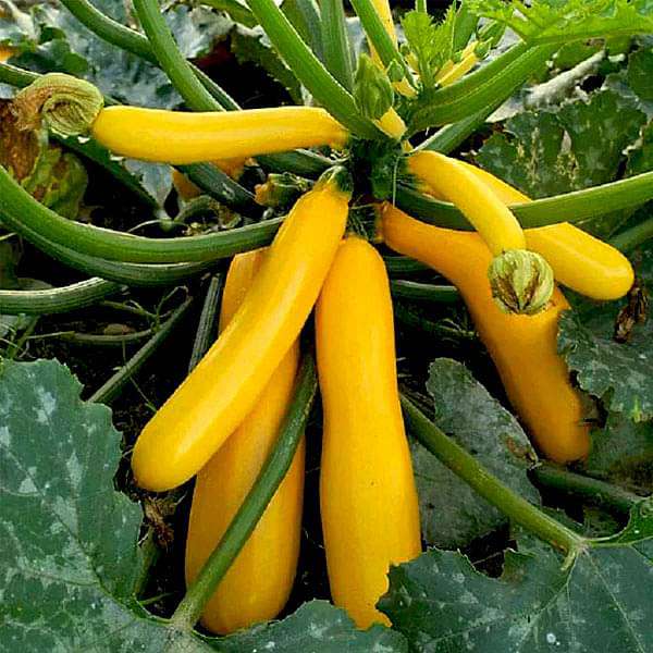 Squash Golden Yellow Vegetable Seeds